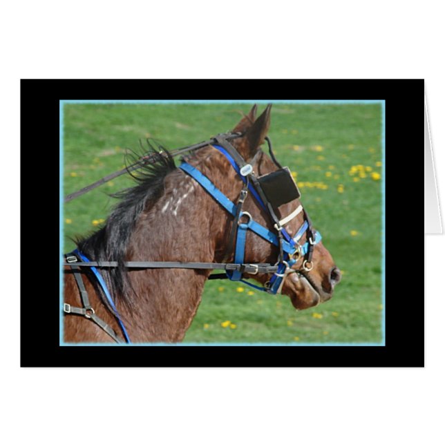 Standardbred (Front Horizontal)