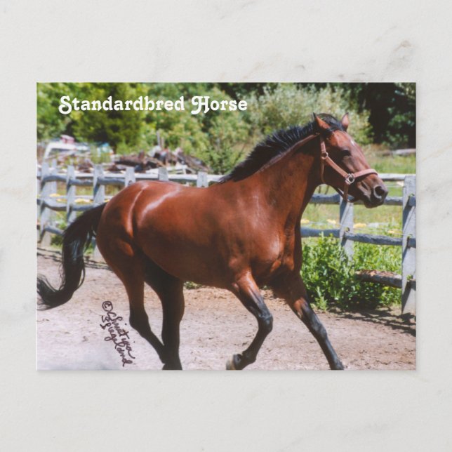 Standardbred Horse Postcard (Front)