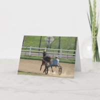 Standardbred Race Horse