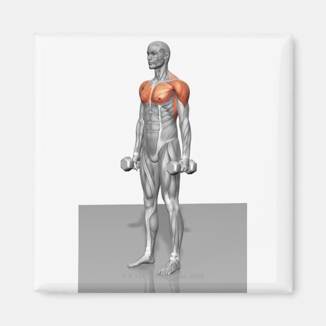 Standing Biceps Curl Magnet (Front)