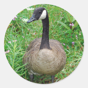 Standing Canadian Goose Sticker