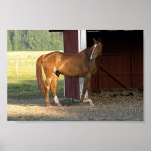 Standing Chestnut Poster