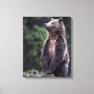 Standing Grizzly Bear Canvas Print