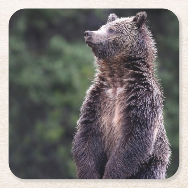 Standing Grizzly Bear Square Paper Coaster (Front)