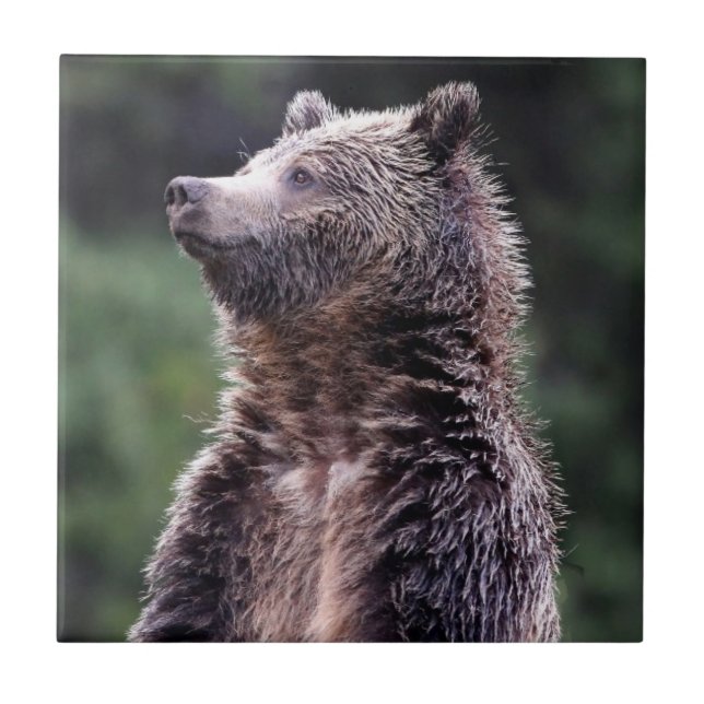 Standing Grizzly Bear Tile (Front)