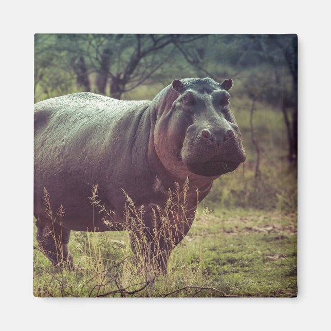 Standing Hippo Posing at Camera in Africa Foliage Magnet (Front)