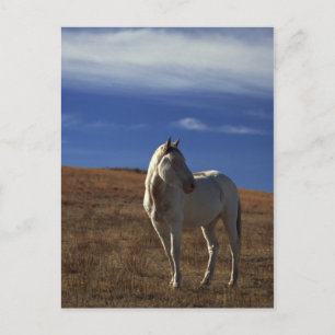 Standing Horse Postcard