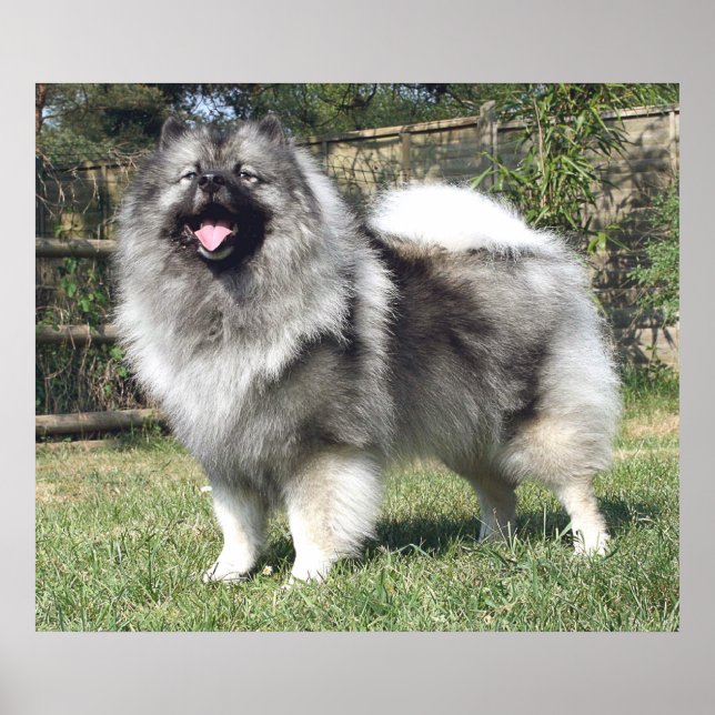 Standing Keeshond Dog Poster (Front)
