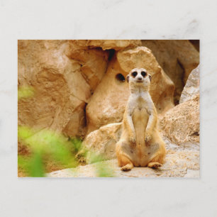 Standing Mongoose Tall Postcard