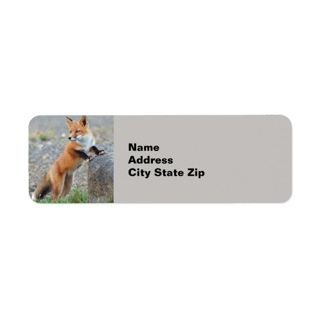 Standing red fox (Devant)