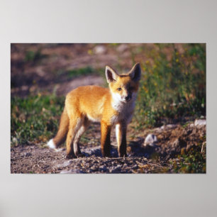 Standing Red Fox Poster