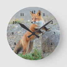 Standing Red Fox