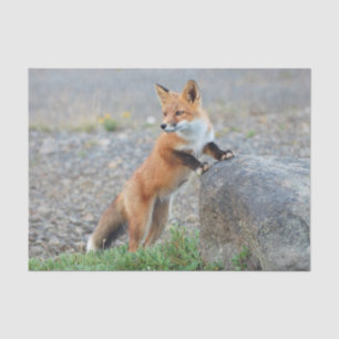 Standing Red Fox Tissue Paper