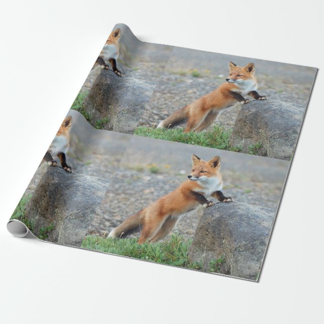 Standing Red Fox Wrapping Paper (Unrolled)