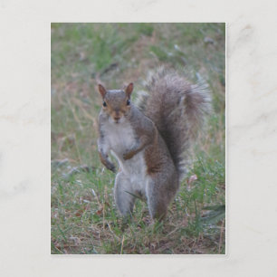 Standing Squirrel Postcard