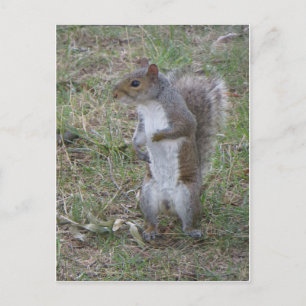 Standing Squirrel Postcard