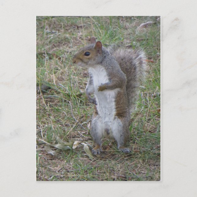 Standing Squirrel Postcard (Front)