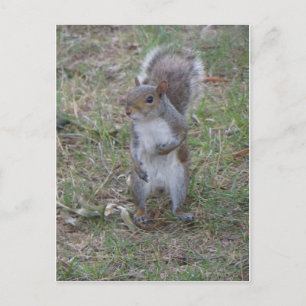 Standing Squirrel Postcard
