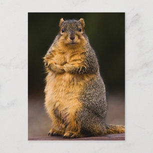 Standing Tall Postcard