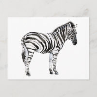 Standing Zebra