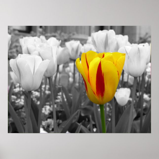 Standout Tulip Poster (Front)