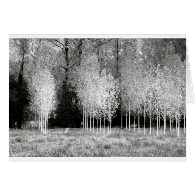 Stands d'arbres (Devant horizontal)