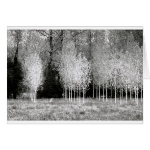 Stands of Trees
