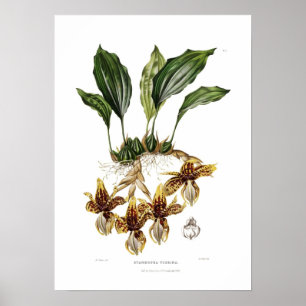 Stanhopea tigrina by Augusta Innes Withers. Poster