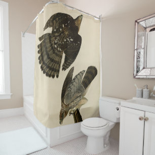 Stanley (Cooper's) Hawk Audubon's Birds of America