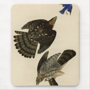 Stanley (Cooper's) Hawk Audubon's Birds of America Mouse Pad