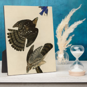 Stanley (Cooper's) Hawk Audubon's Birds of America Plaque