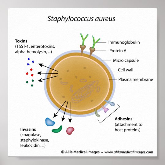 Staphylococcus aureus bacterium labelled diagram. poster | Zazzle.ca