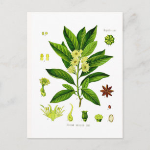 Star anise postcard