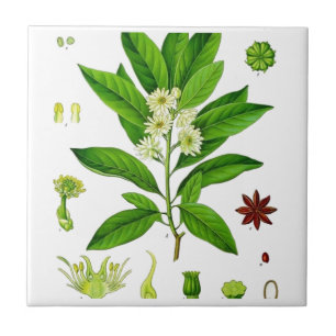 Star Anise Tile