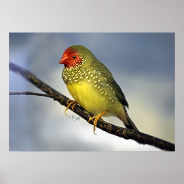 Star Finch Print (Front)