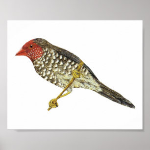 Star Finch (Southern) - Neochmia ruficauda Folio Poster