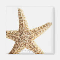 Star fish