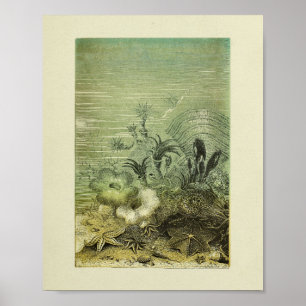 Star Fish Marine Life Colour Art Print
