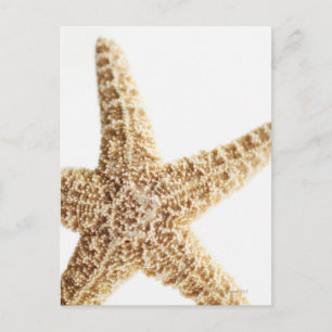 Star fish postcard