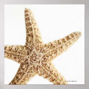 Star fish poster