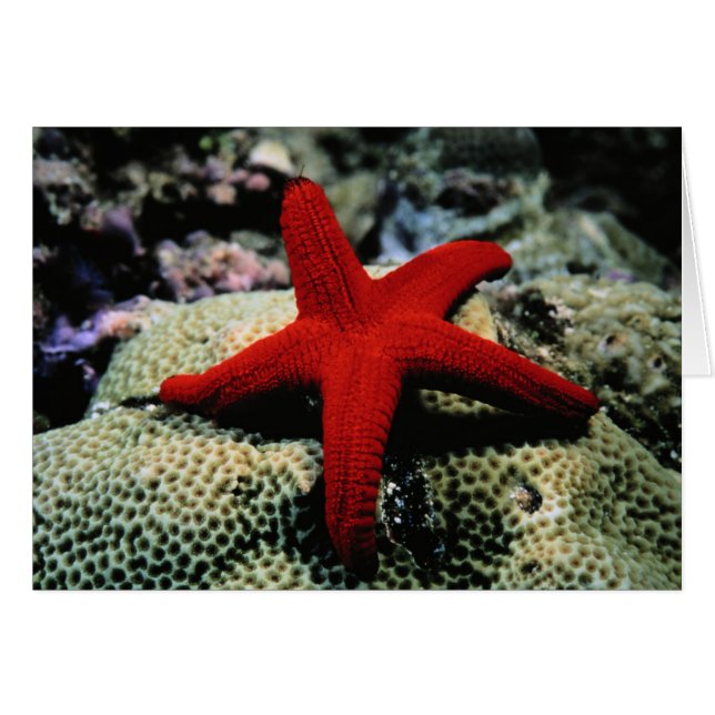 Star Fish | Red Sea (Front Horizontal)