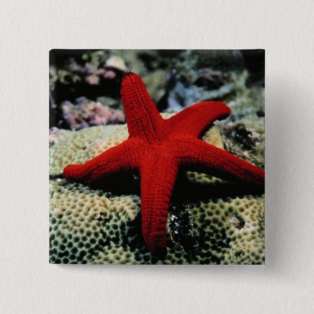 Star Fish | Red Sea 2 Inch Square Button (Front)