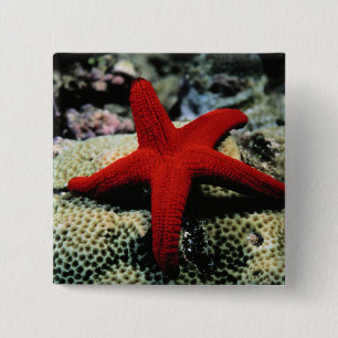Star Fish Red Sea 2 Inch Square Button