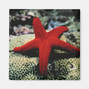 Star Fish   Red Sea Magnet