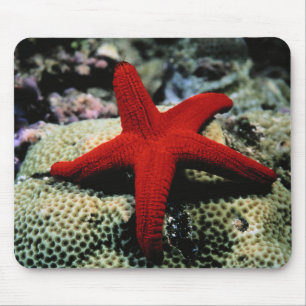 Star Fish Red Sea Mouse Pad
