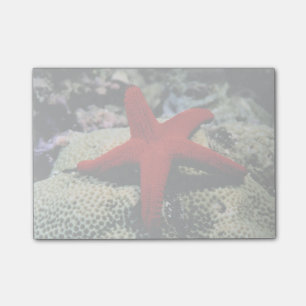 Star Fish Red Sea Post-it Notes