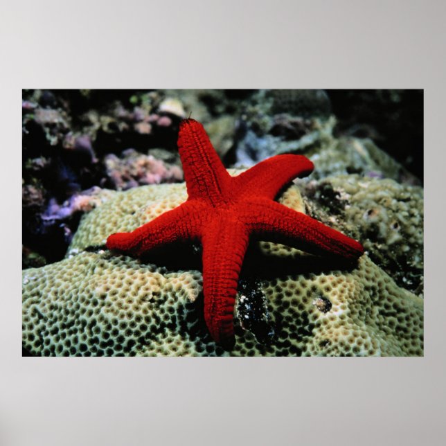 Star Fish | Red Sea Poster (Front)
