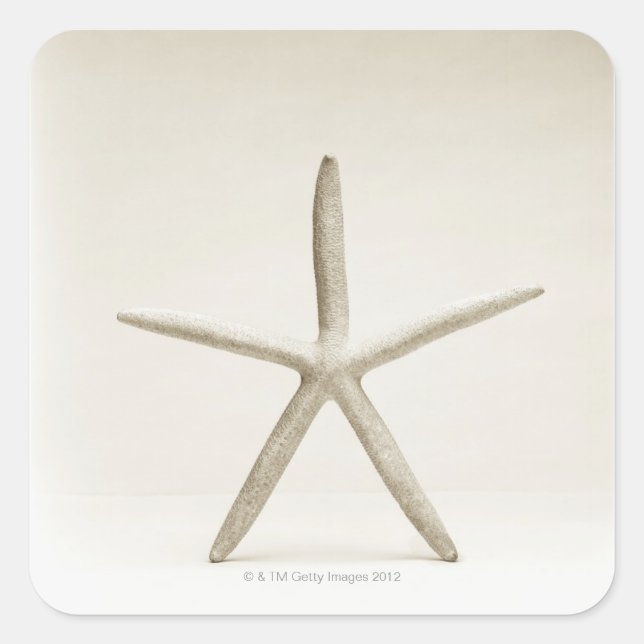 Star fish shell square sticker (Front)