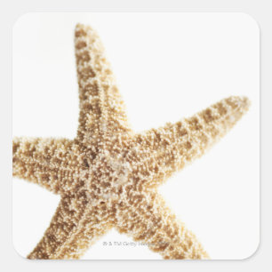 Star fish square sticker