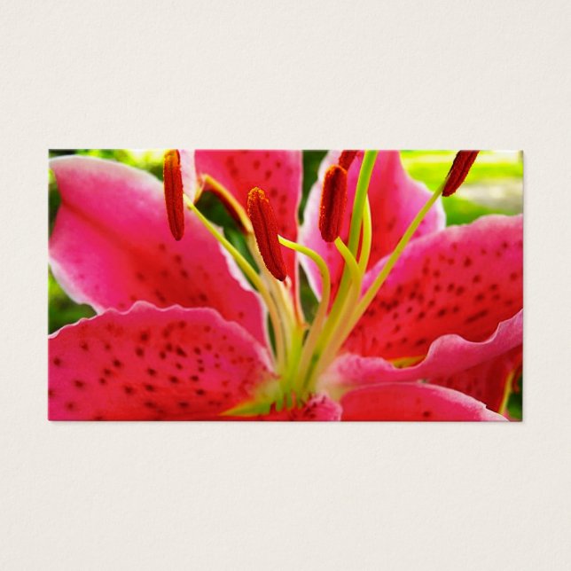 Star Gazer Lily (Front)